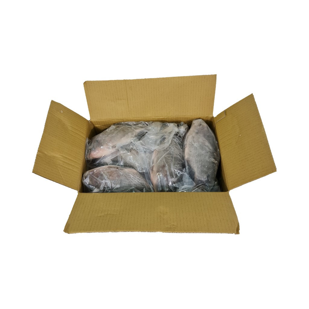 Tilapia Whole Round (IWP) 10kg Ctn