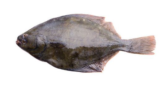 Yellow Belly Flounder on white background