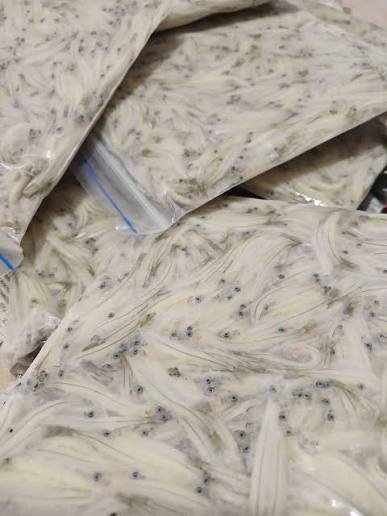 New Zealand Whitebait 250gm Bag