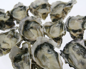 close up of half shell oysters white background