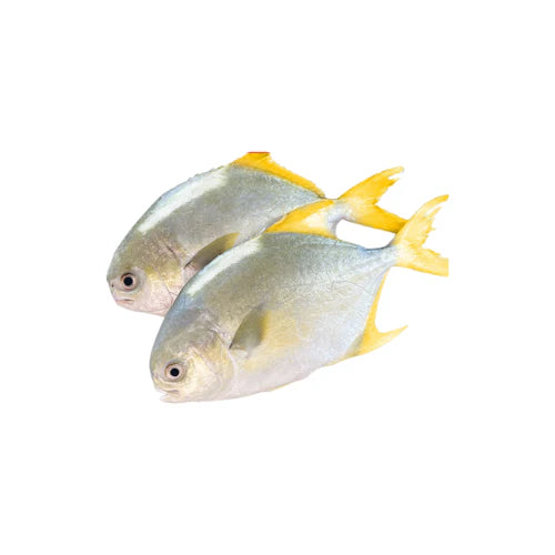 Golden Pomfret Whole Round IWP 10kg Ctn