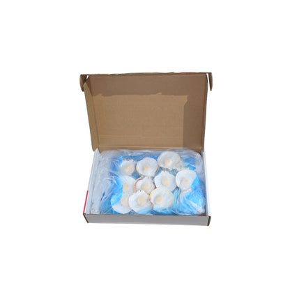Halfshell Scallops - Western Australia - Medium 6 Doz Ctn