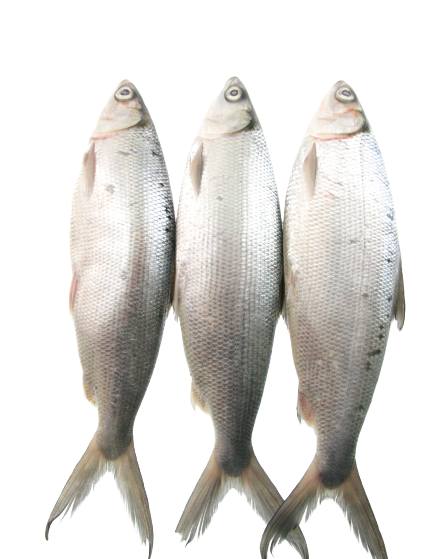 three whole milkfish in a row, no background