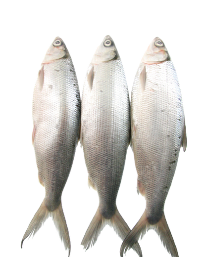 three whole milkfish in a row, no background