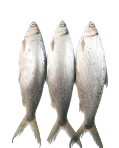 three whole milkfish in a row, no background