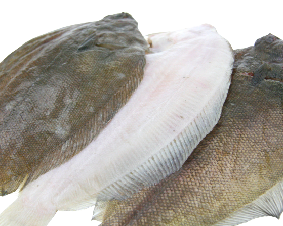 Whole NZ Sole 10kg Ctn