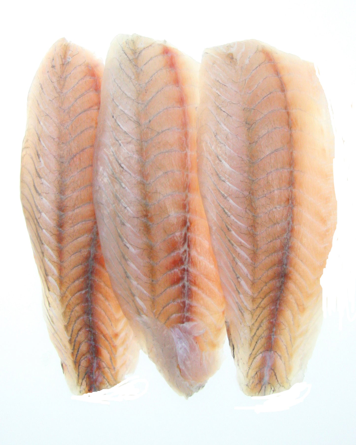 Barramundi fillets with white background