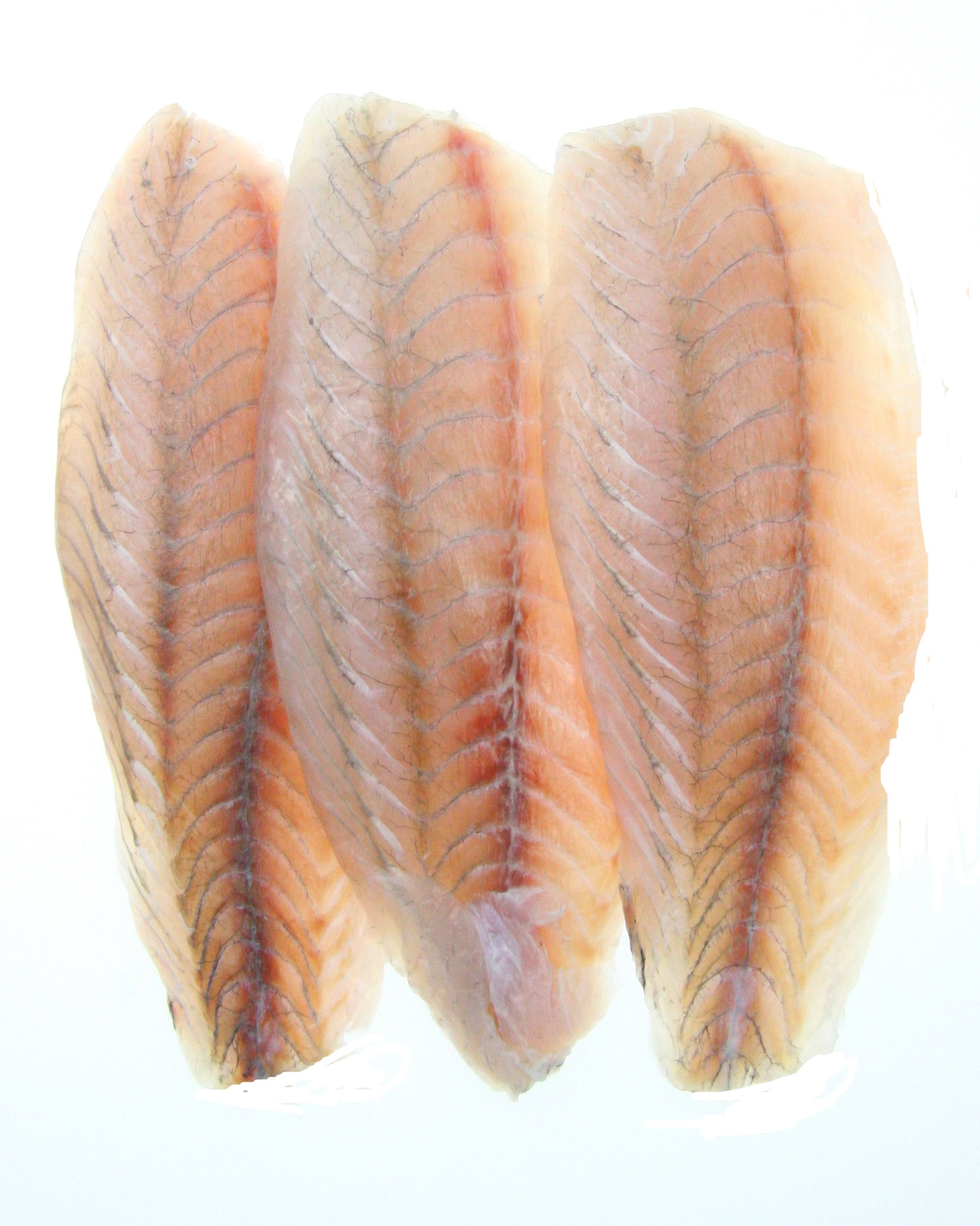 Barramundi fillets with white background