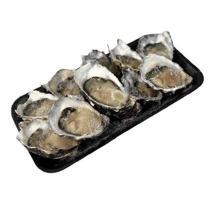 south australian large halfshell oysters no background
