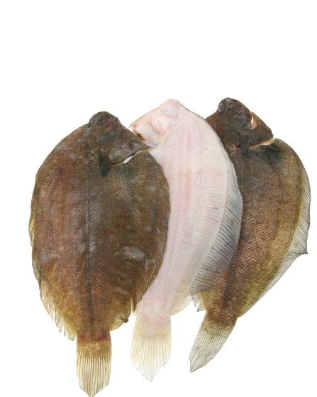 three sole on white background