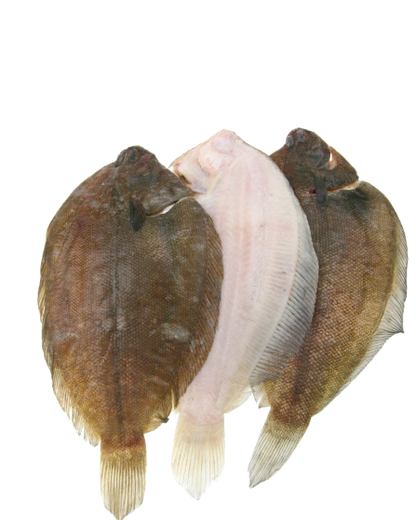 three sole on white background