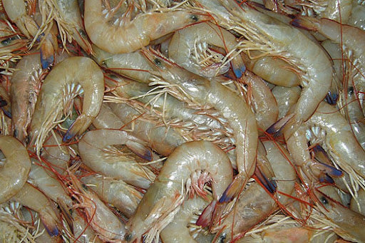 endeavour prawns 
