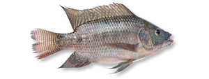 Tilapia Whole Round IWP 10kg Ctn