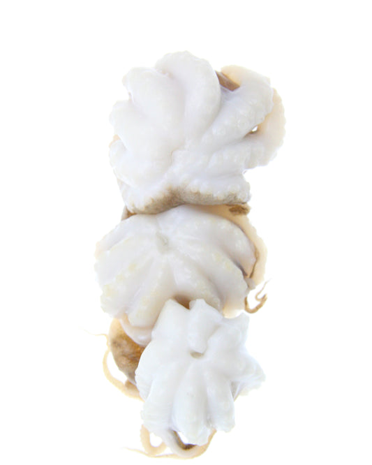 baby octopus white background