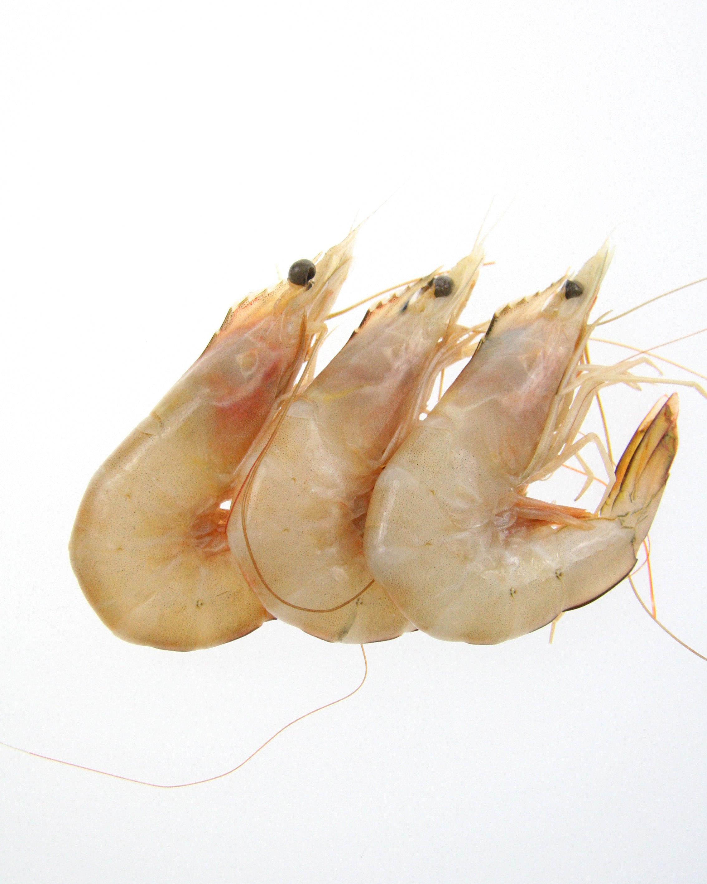 Prawns Raw Banana 3kg Ctn