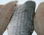 close up mullet fillets