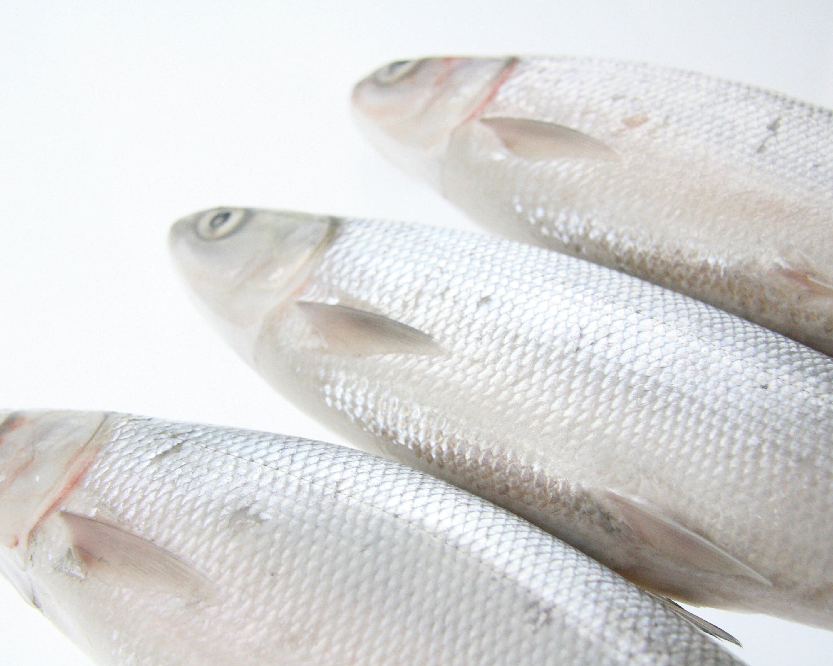 Whole Milkfish 10kg Ctn