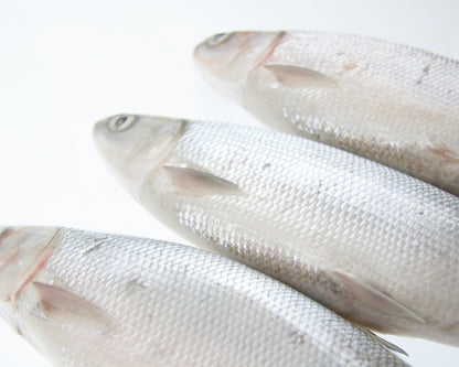 three milkfish close up white background